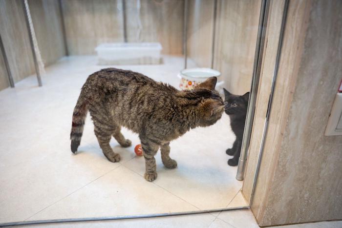 Театр кошек Куклачёва пополнился новыми артистками благодаря бойцам СВО