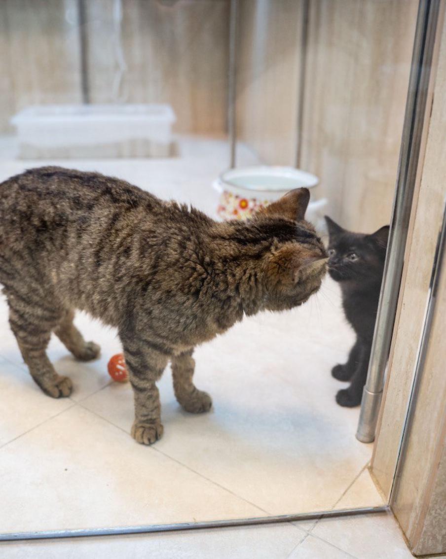 Театр кошек Куклачёва пополнился новыми артистками благодаря бойцам СВО