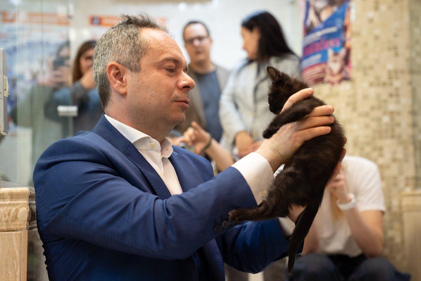 Театр кошек не устоял перед новыми питомцами