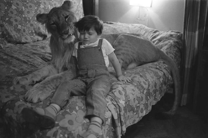 "Квартирный" лев Кинг растерзал Берберовых, тигр Мина изуродовал ребёнка