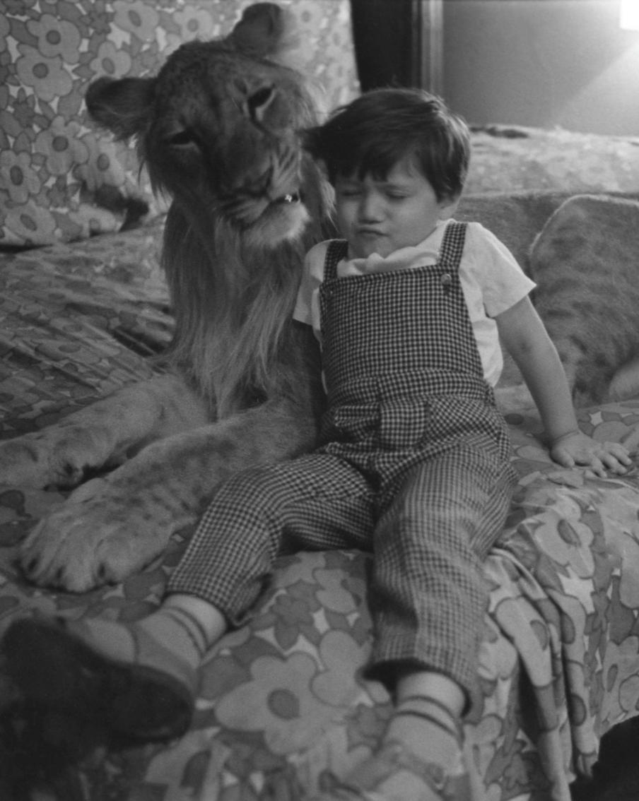 "Квартирный" лев Кинг растерзал Берберовых, тигр Мина изуродовал ребёнка