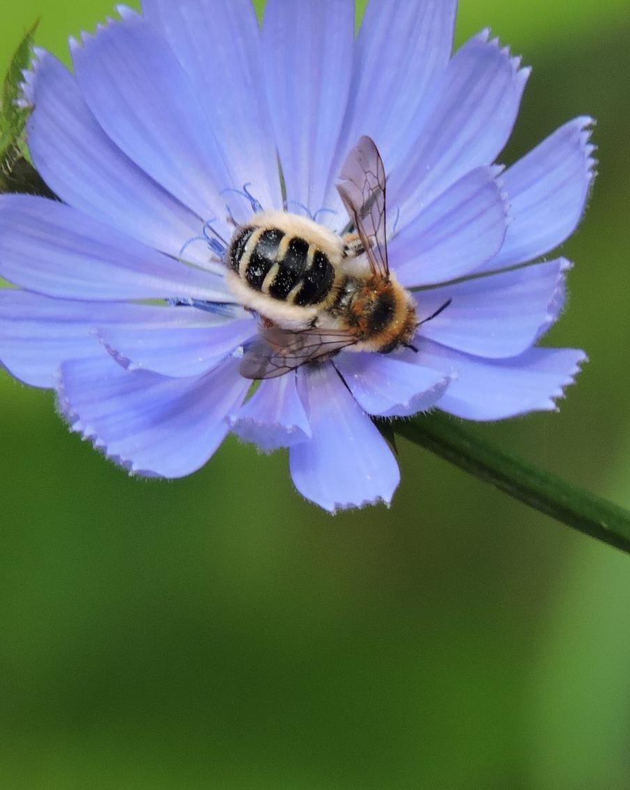 Полосатые беглецы с пасеки напугали жителей Коммунарки: москвичи регулярно встречают целый рой пчёл