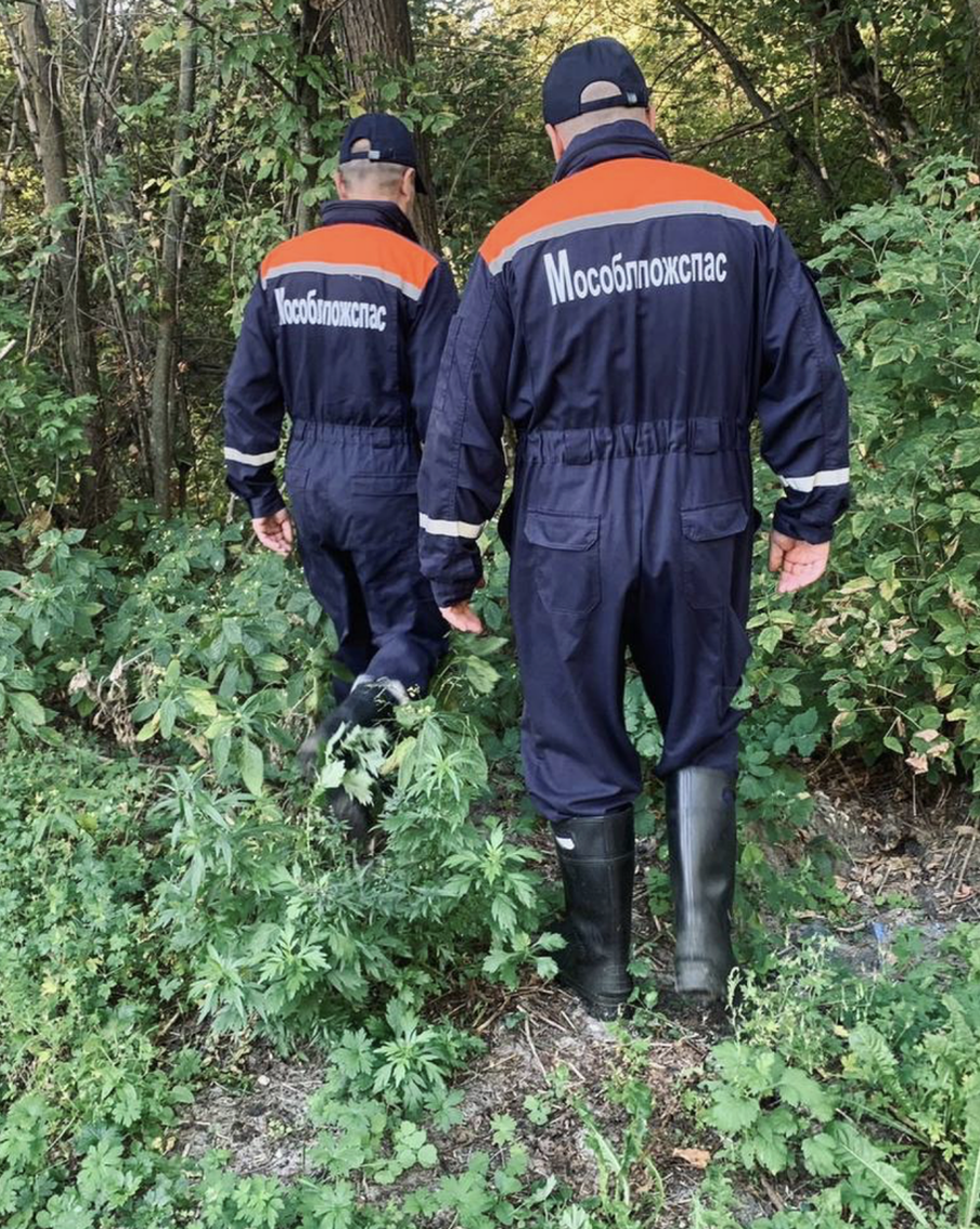 В Подмосковье спасатели нашли грибника: как часто люди теряются в лесу и можно ли этого избежать