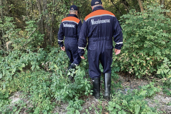 В Подмосковье спасатели нашли грибника: как часто люди теряются в лесу и можно ли этого избежать