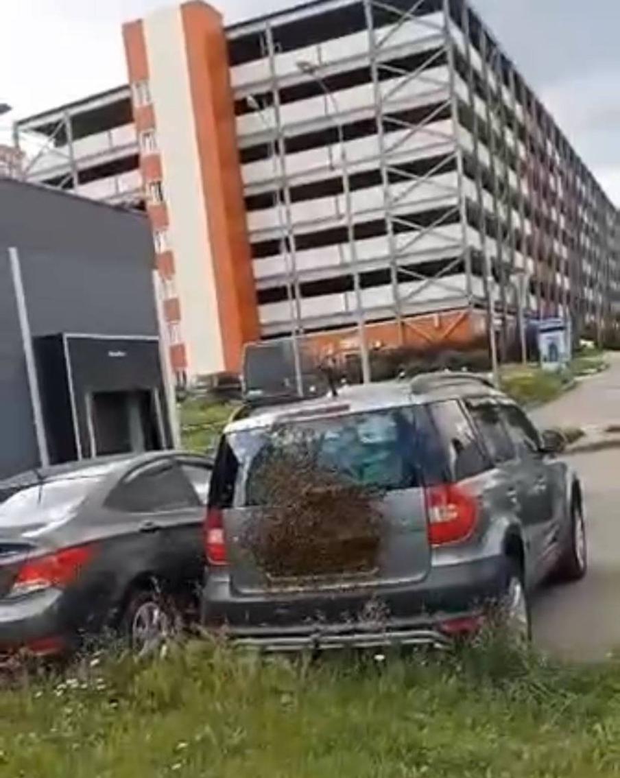 Рой пчёл.