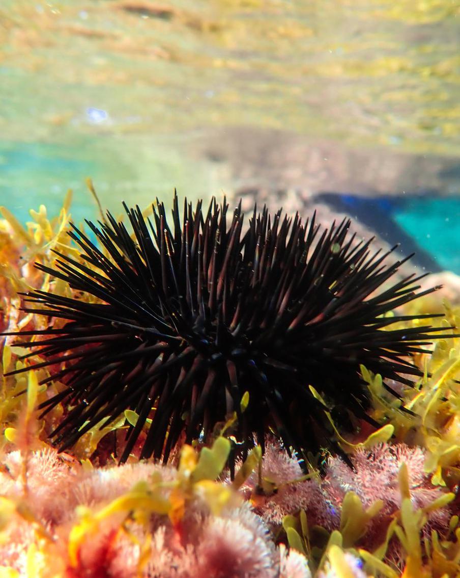 Как морские ежи и минтай попадают на прилавки столичных рынков