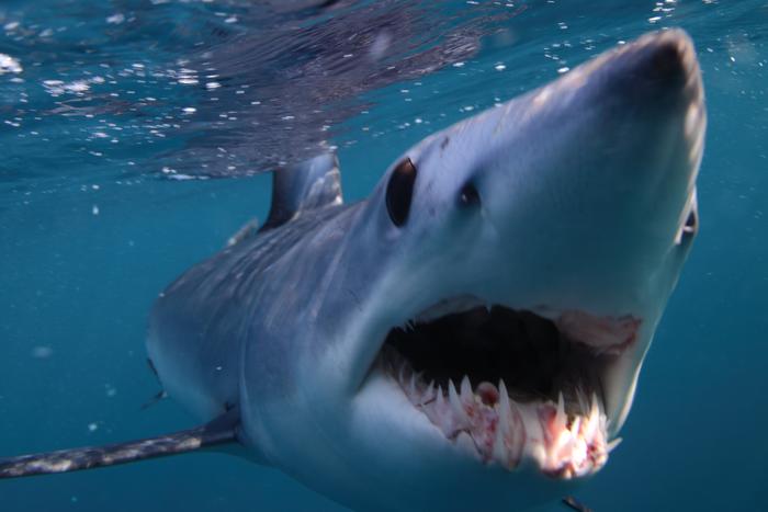 У побережья Приморского края были замечены акулы, которые известны своими нападениями на людей