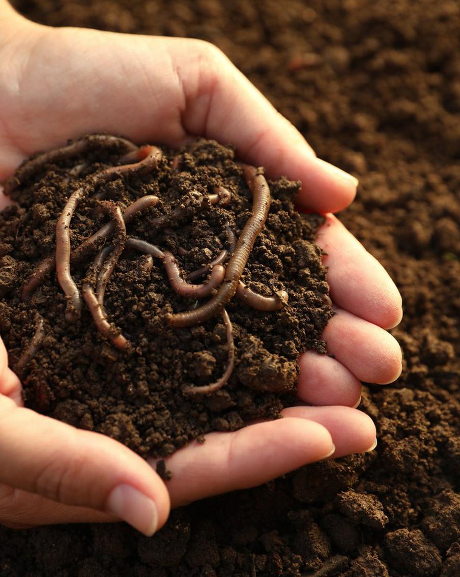 Российские учёные получили награду за сенсационное открытие о дождевых червях