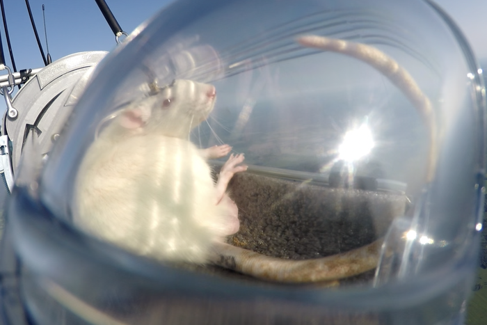 Крысу Пифию отправили в стратосферу с нейроимплантами в мозгу