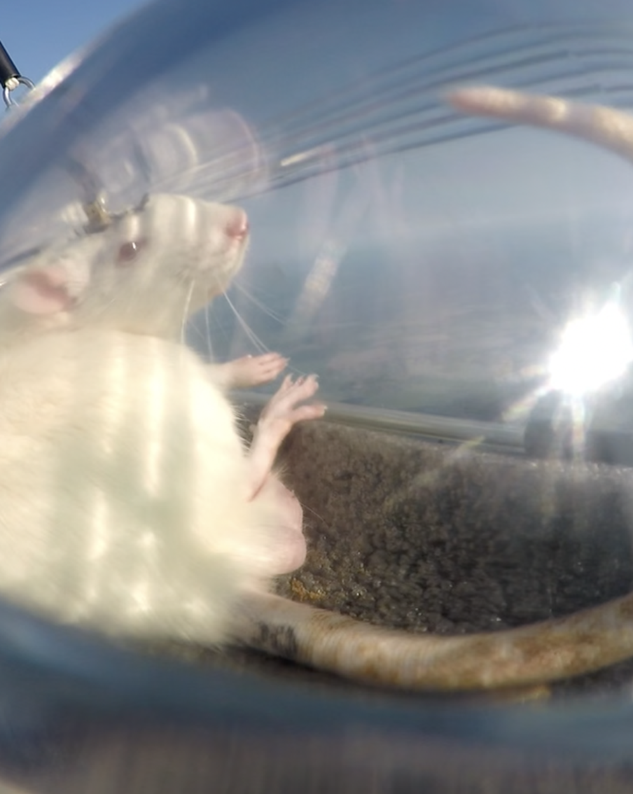 Крысу Пифию отправили в стратосферу с нейроимплантами в мозгу