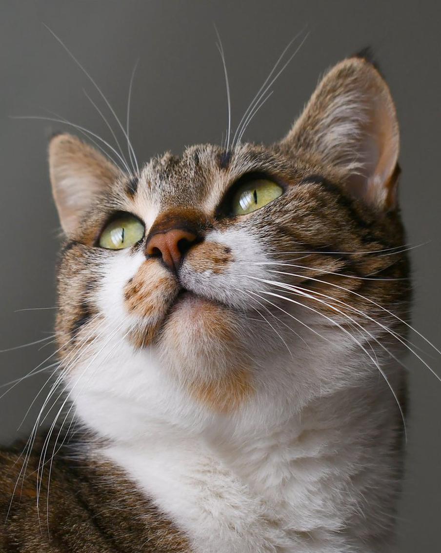 Сбитый машиной кот сам откусил себе лапу из-за боли