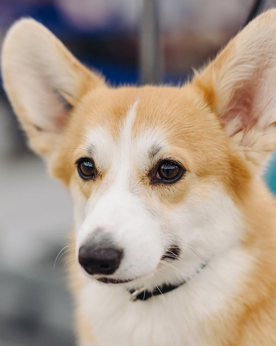 Женщина получила увечья в ходе драки из-за нарушения правил выгула собаки в Санкт-Петербурге