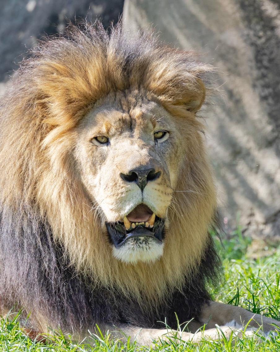 Российский дрессировщик пояснил причины нападения льва на владельца зоопарка "Тайган" Олега Зубкова