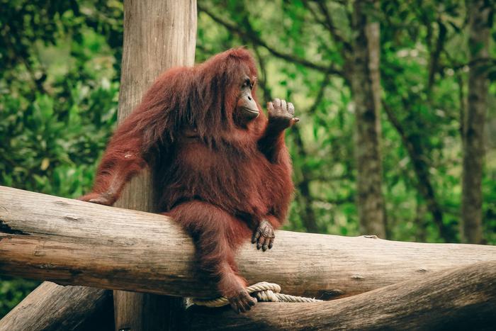 Давшую орангутану покурить вейп спортсменку исключили из боксёрского клуба