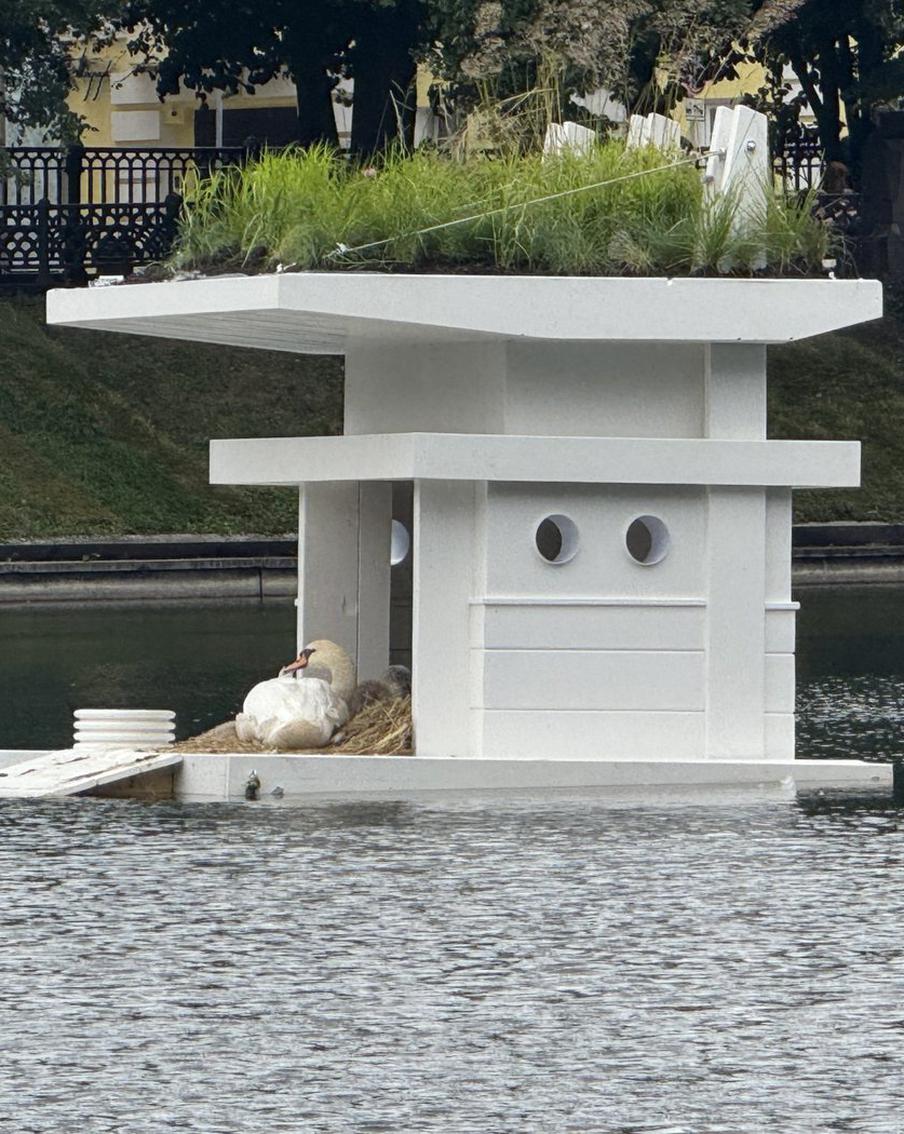 Патрик и Патриция обзавелись самой завидной виллой Москвы: рассказываем про переезд легендарных лебедей Патриарших прудов