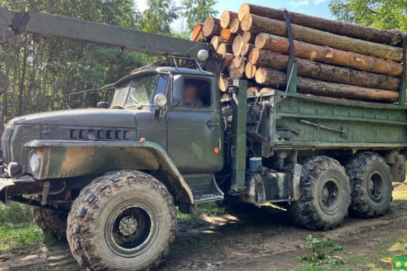 В Приамурье осудят десять "чёрных лесорубов" за незаконную рубку леса