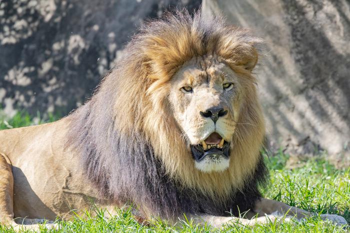 Выживший после нападения льва директор крымского сафари-парка Олег Зубков рассказал, что будет с атаковавшим его животным