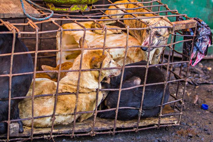 В Люберцах вьетнамцев подозревают в отлове, убийстве и употреблении в пищу собак