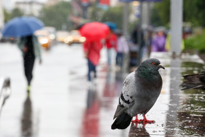 Эксперт рассказал, какая погода ждёт москвичей перед тем, как в город придёт аномальная жара