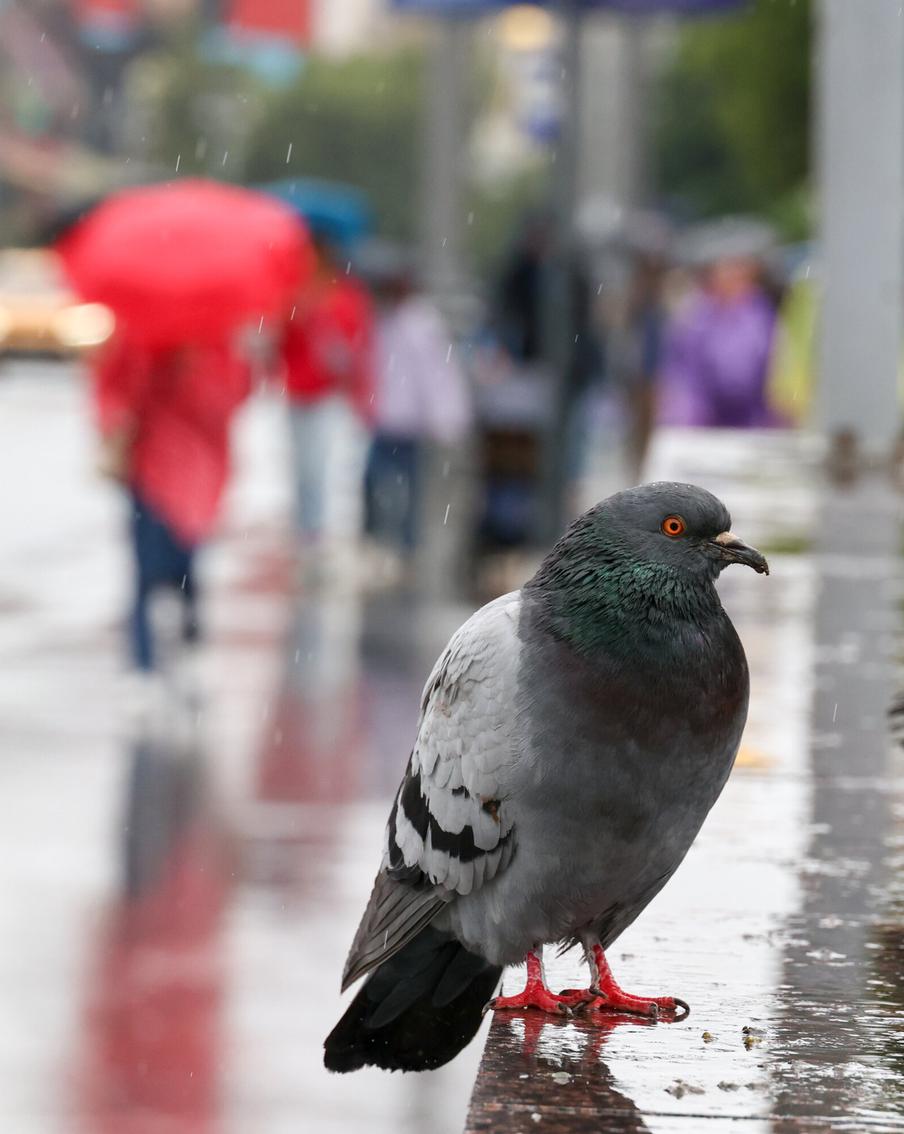 Эксперт рассказал, какая погода ждёт москвичей перед тем, как в город придёт аномальная жара