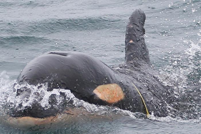 На Камчатке детёныш попал в пластиковую петлю