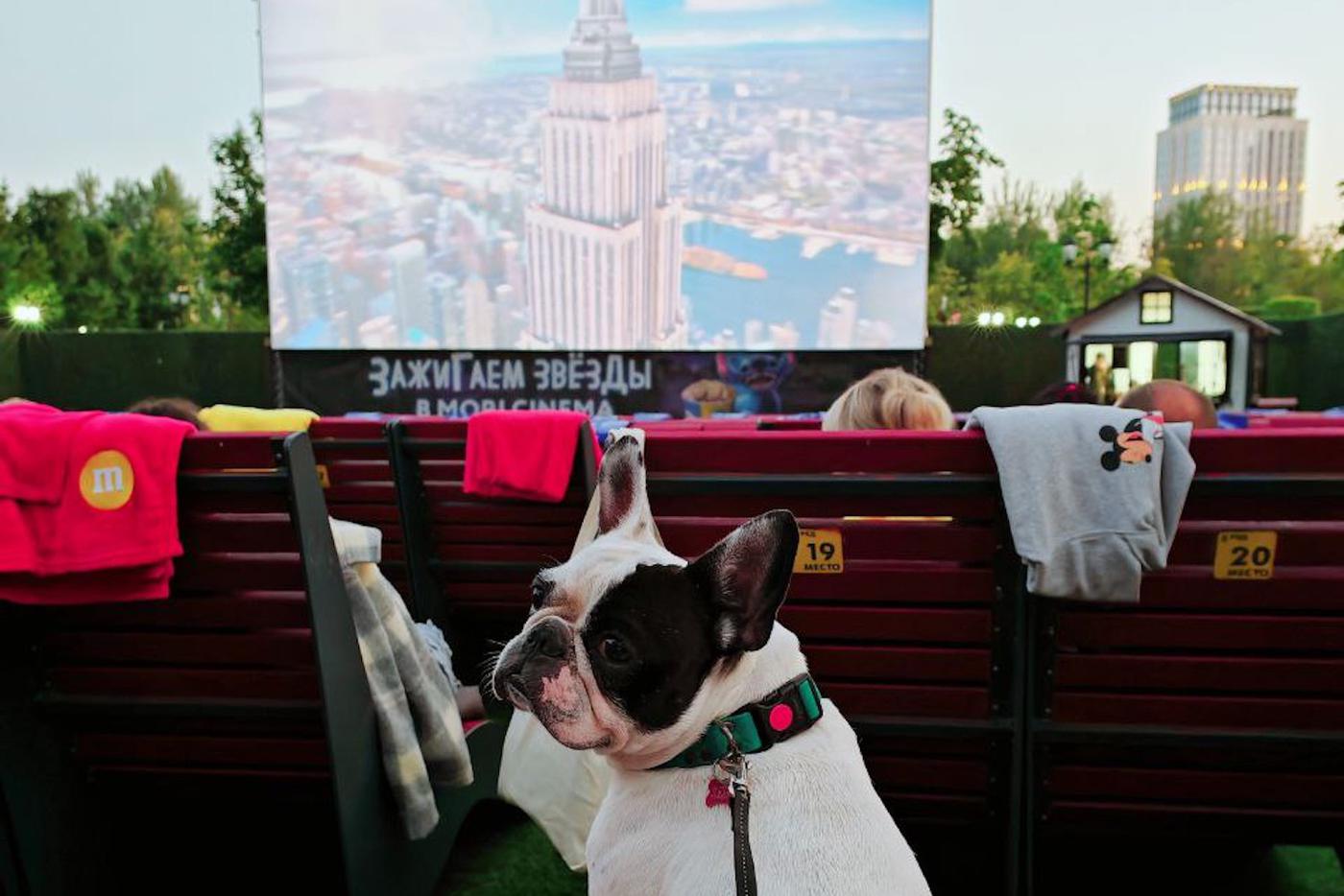 Как бульдог Лёша в кино ходил: в столице открылся "собачий" кинотеатр