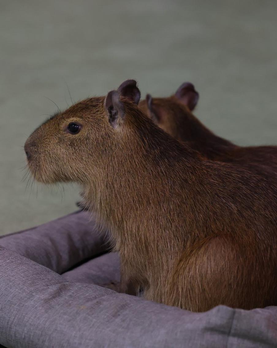 Зашли как-то в бар две капибары: где в Москве можно погладить самых милых зверьков