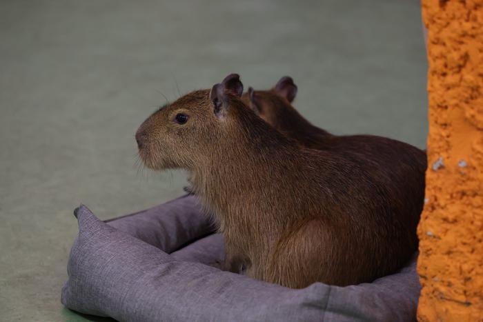 Зашли как-то в бар две капибары: где в Москве можно погладить самых милых зверьков