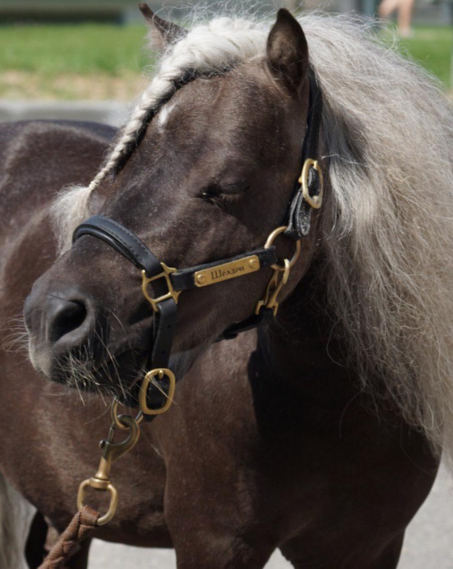 Мини–конь Шелдон – звезда театра: не гениален, но может то, чего не могут другие лошади