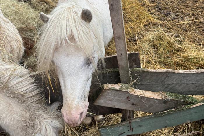 Жители Щёлково пытаются спасти пони – животных бросили на территории заброшки без ухода