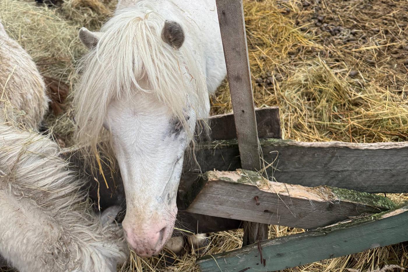 Жители Щёлково пытаются спасти пони – животных бросили на территории заброшки без ухода