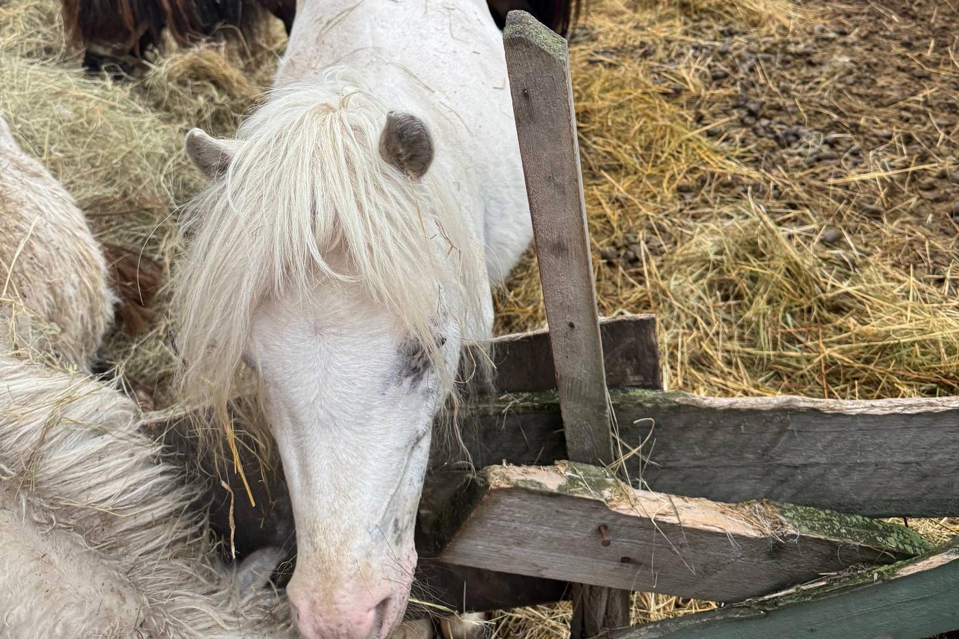 Выгнала мужа и завела лошадок: стало известно, страдают ли пони в Подмосковье