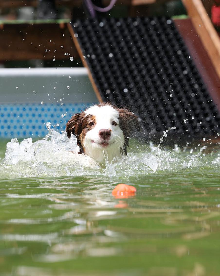 Медитация не помогла собачкам преодолеть страх воды