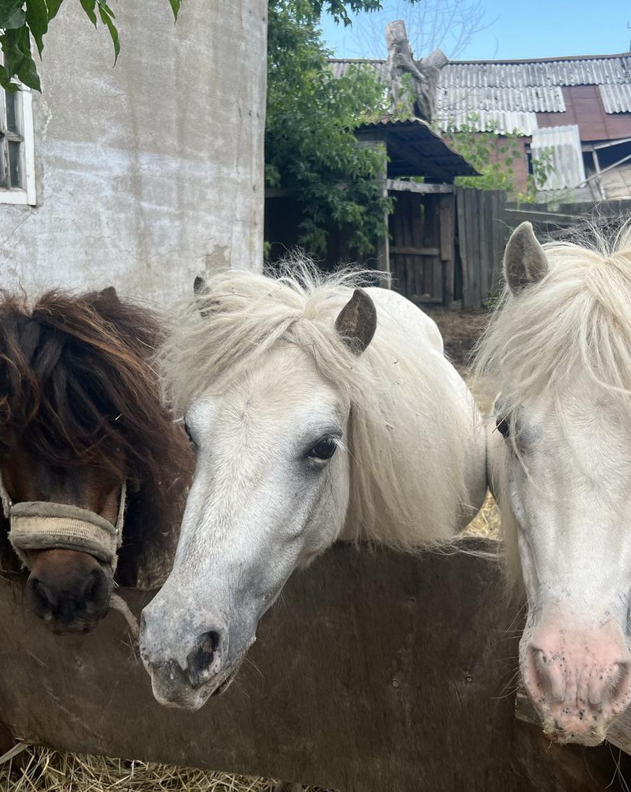 "У них огромные животы": Metro помогло пони найти новых хозяев в Подмосковье