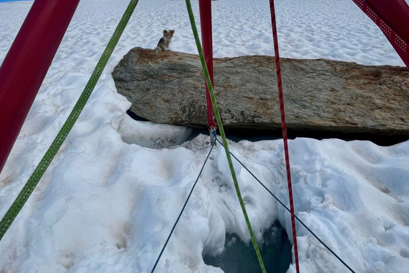 Чихуахуа указал путь спасателям к упавшему в трещину хозяину