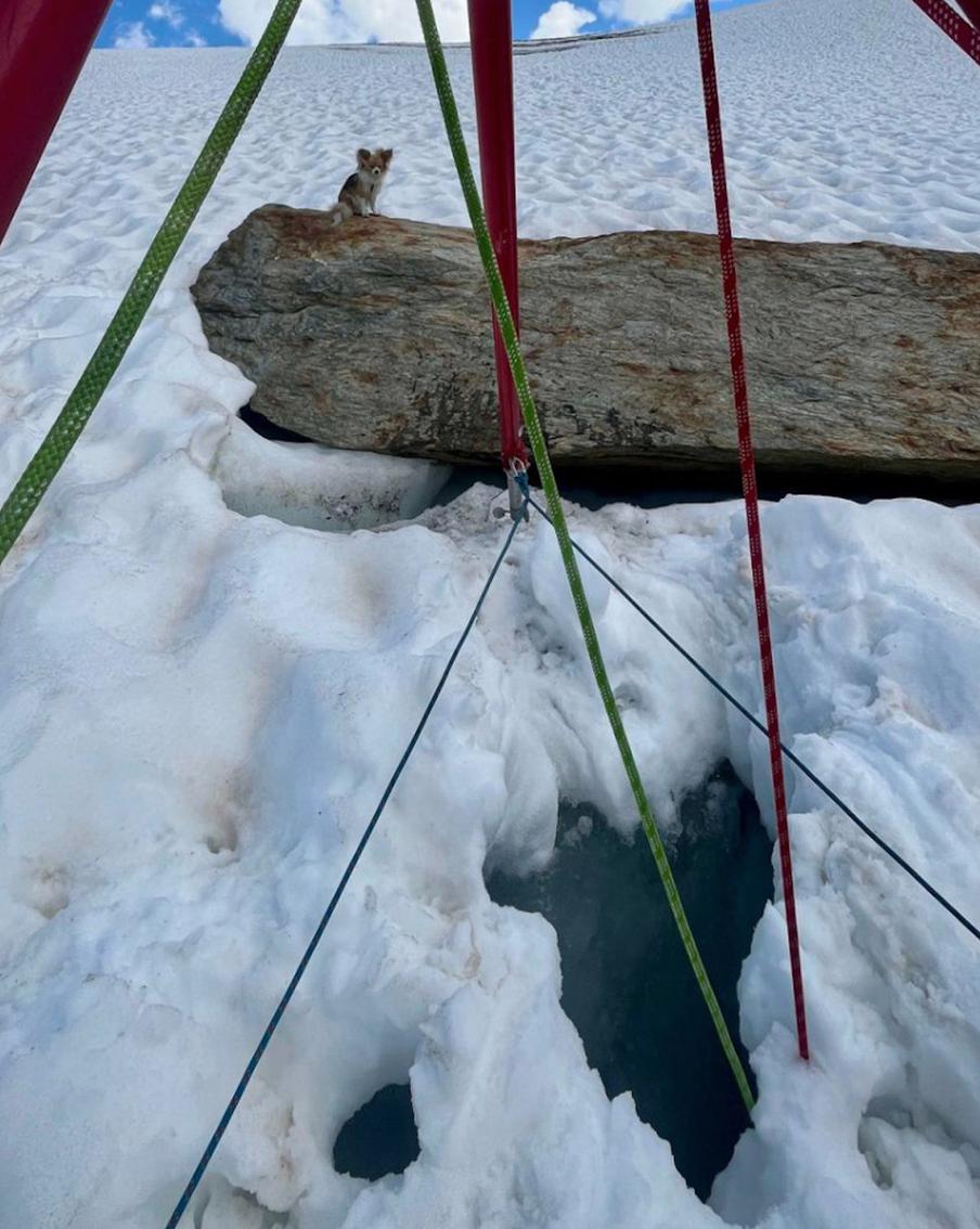 Чихуахуа указал путь спасателям к упавшему в трещину хозяину