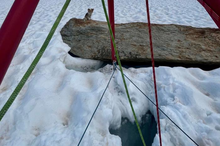 Чихуахуа указал путь спасателям к упавшему в трещину хозяину