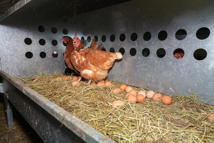 Массовое уничтожение кур в России: два резонансных случая