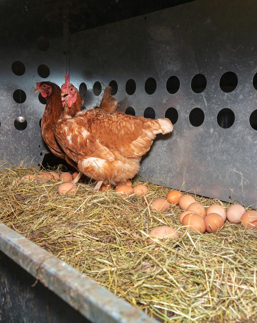 Массовое уничтожение кур в России: два резонансных случая