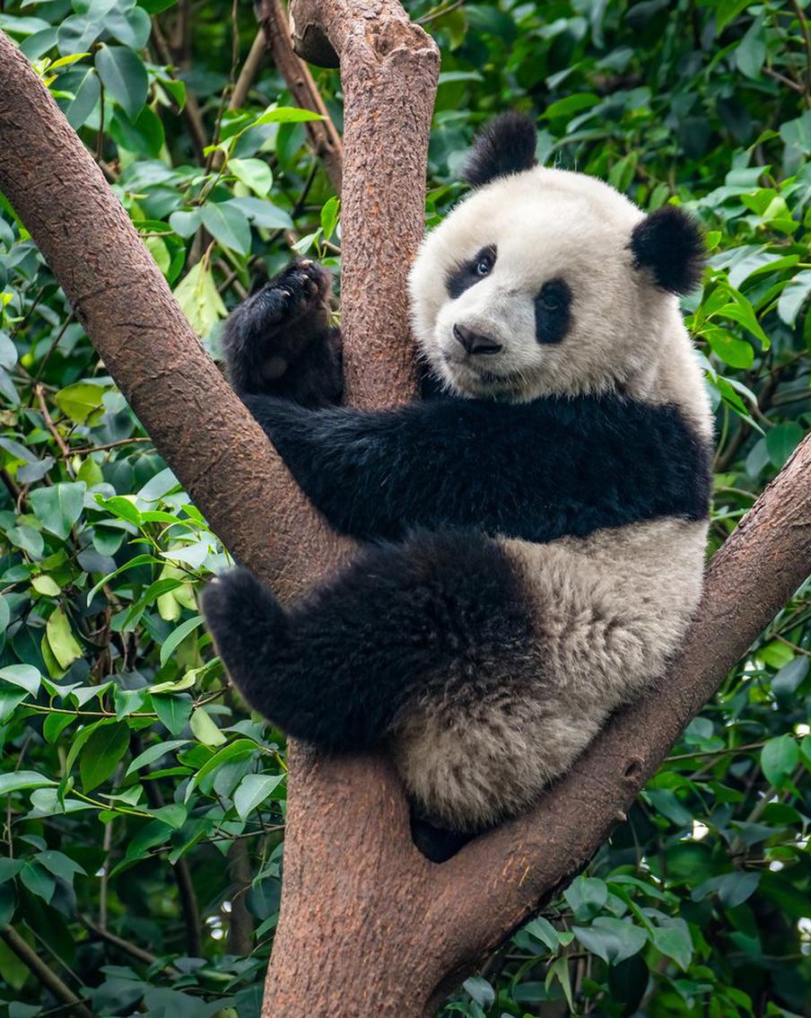 Панды спят по 18 часов, чтобы спастись от вымирания