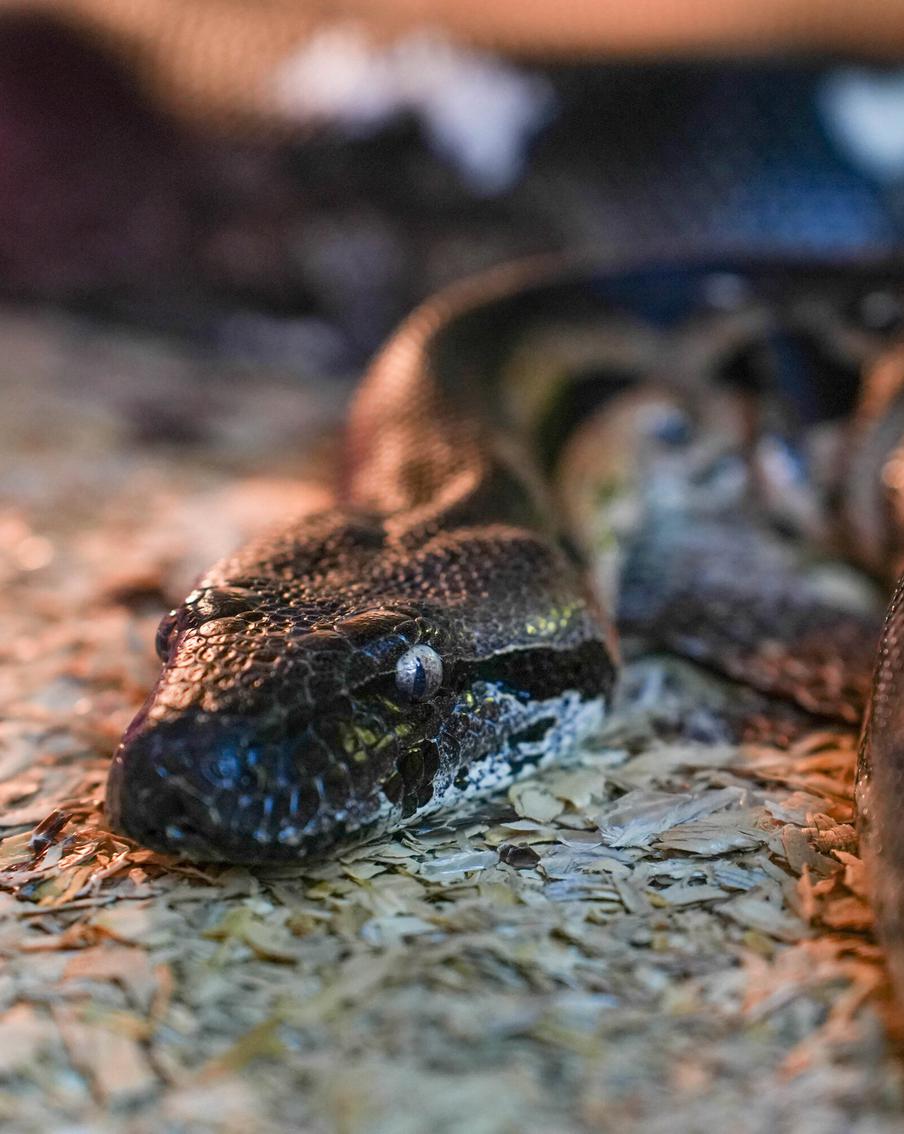 Надо ли оказывать первую помощь при укусе ядовитой змеи в Подмосковье: токсикологи рассказали Metro, как помочь укушенному и не навредить ему