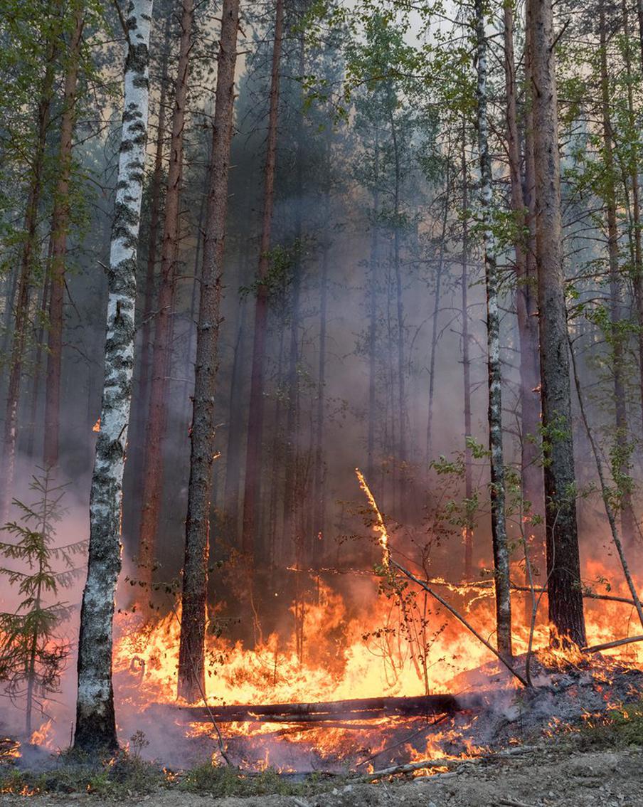 Пожары в России: за сутки потушено 30 очагов на 1369 гектарах