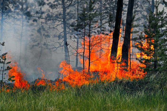 В России за сутки потушили 40 лесных пожаров