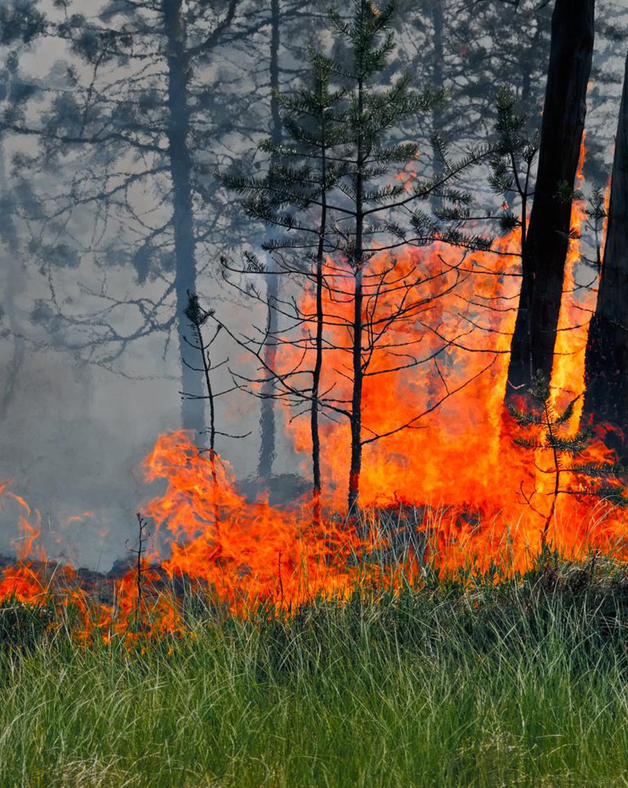 В России за сутки потушили 40 лесных пожаров