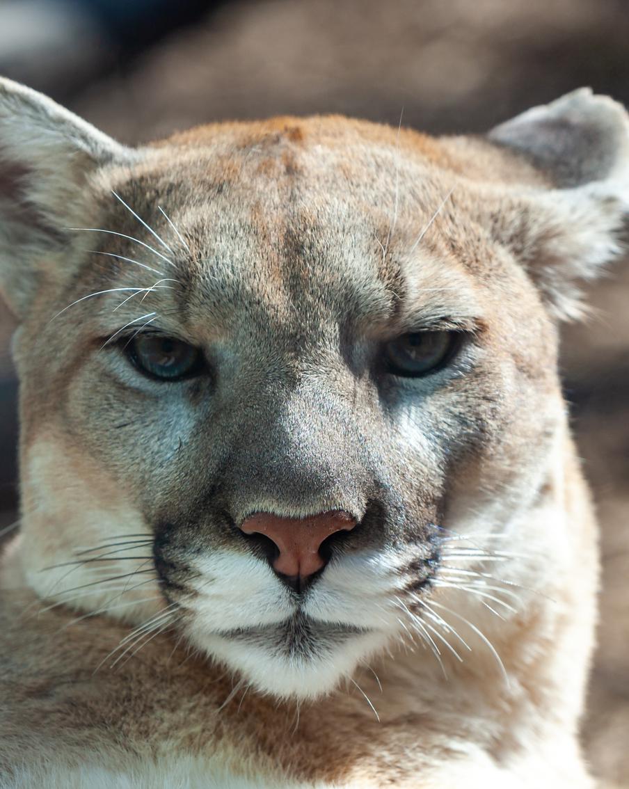 В штате Вашингтон отец спас 4-летнего сына от дикой пумы