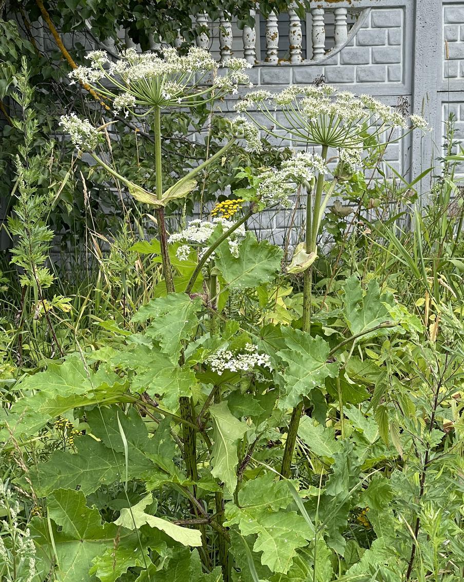 Владельцев земли обязали уничтожать борщевик