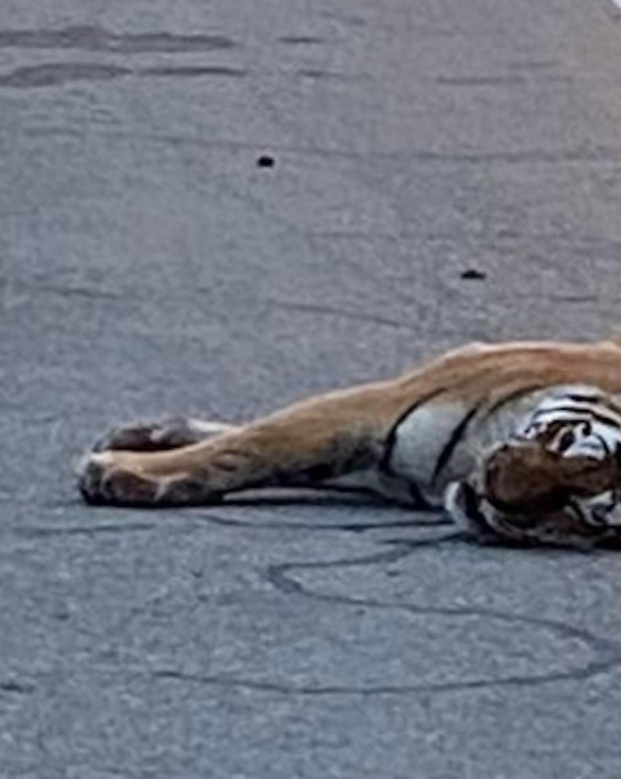 В Приморье насмерть сбили краснокнижного амурского тигра. Водителя ждёт разбирательство, но виноват ли он?