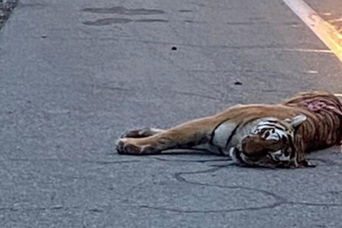 В Приморье насмерть сбили краснокнижного амурского тигра. Водителя ждёт разбирательство, но виноват ли он?