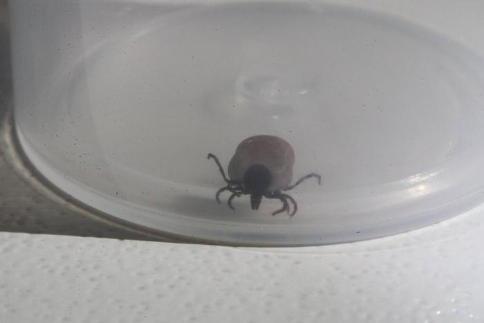 В России выросло количество зараженных риккетсиозом: инфекционист рассказала, что в Московском регионе такие случаи единичны