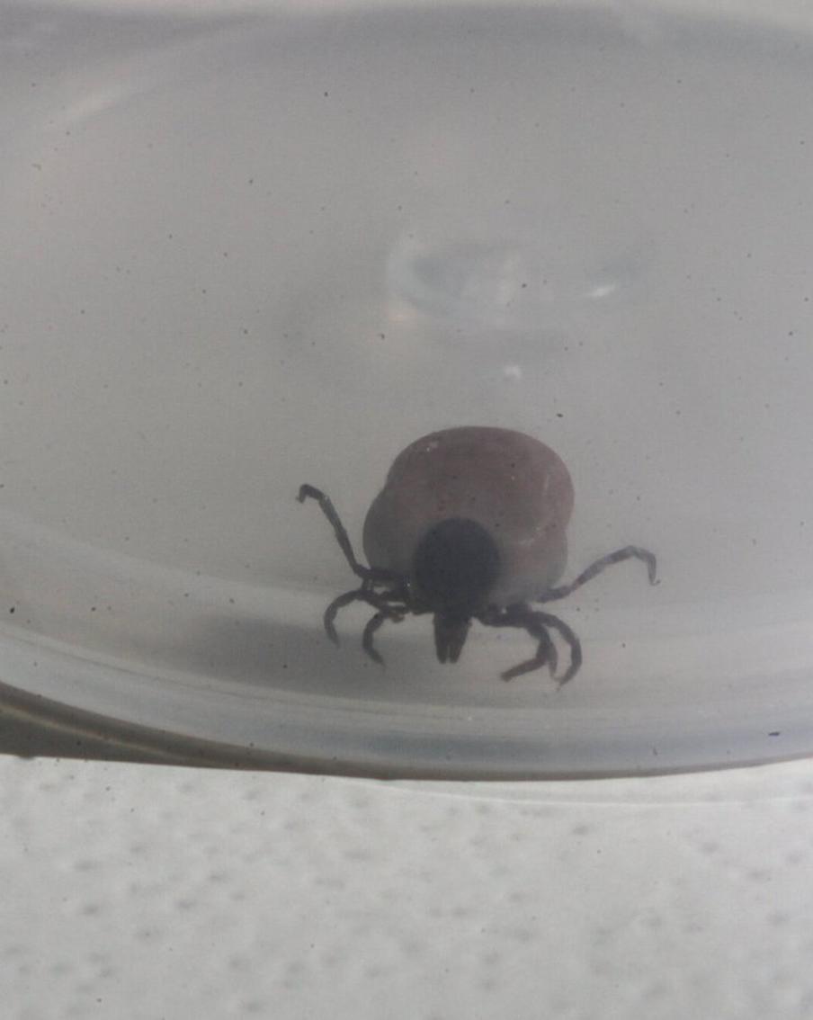 В России выросло количество зараженных риккетсиозом: инфекционист рассказала, что в Московском регионе такие случаи единичны